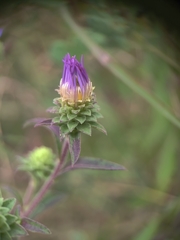 Eurybia spectabilis