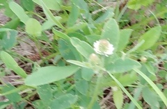 Trifolium montanum