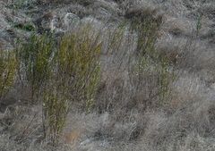 Gomphocarpus fruticosus
