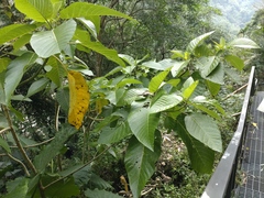 Dendrocnide meyeniana