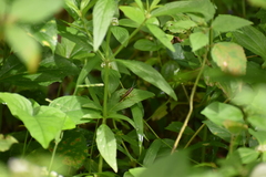 Margaroniini