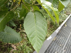 Dendrocnide meyeniana