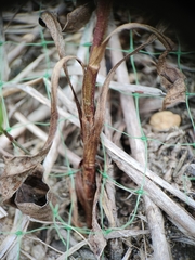 Eurybia spectabilis