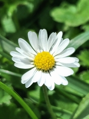Bellis perennis