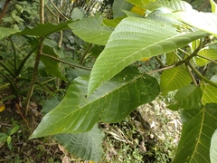 Dendrocnide meyeniana