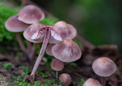 Mycena
