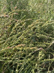Atriplex littoralis