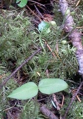 Neottia banksiana