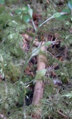 Neottia banksiana