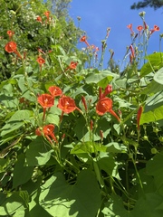 Ipomoea hederifolia