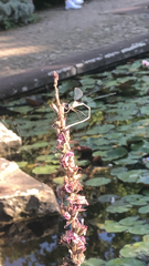 Chalcolestes viridis