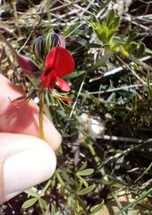Indigofera heterophylla