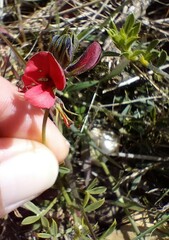 Indigofera heterophylla