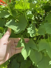 Ipomoea hederifolia