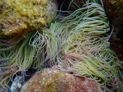 Anemonia viridis