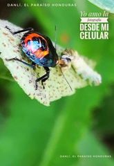 Asopinae