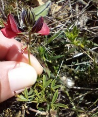 Indigofera heterophylla