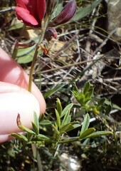 Indigofera heterophylla