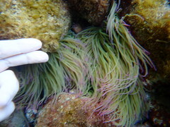 Anemonia viridis