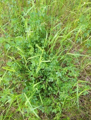 Medicago