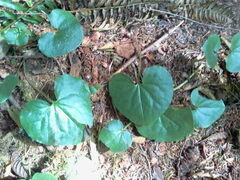 Asarum caudatum