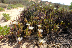 Vanzijlia annulata