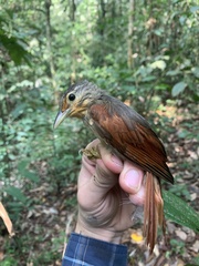 Dendroma erythroptera