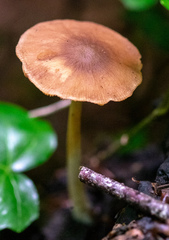 Agaricomycetes