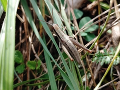Euthystira brachyptera