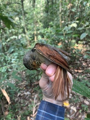 Dendroma erythroptera