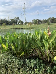 Sagittaria platyphylla