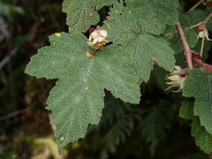 Rubus formosensis