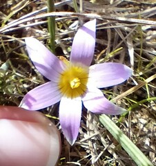 Romulea