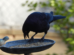Molothrus oryzivorus