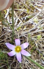 Romulea
