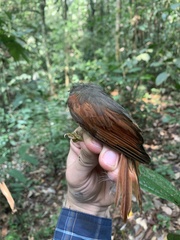 Dendroma erythroptera