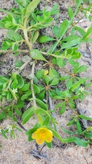 Portulaca umbraticola