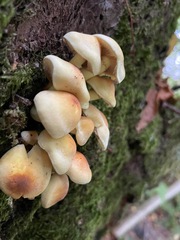 Hypholoma fasciculare