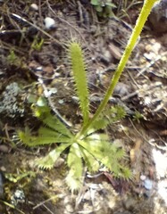 Drosera zeyheri