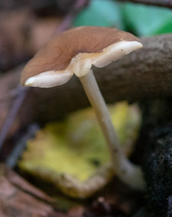Agaricomycetes
