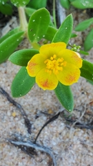 Portulaca umbraticola