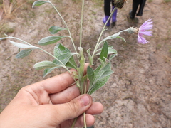 Psephellus marschallianus