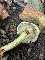 Hypholoma fasciculare