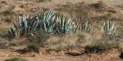 Agave americana