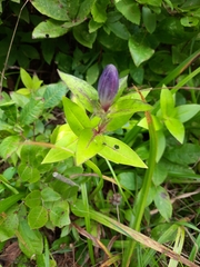 Gentiana clausa