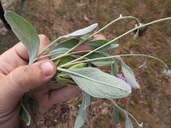 Psephellus marschallianus