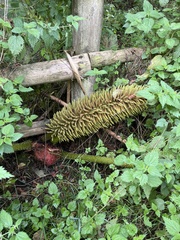 Gunnera