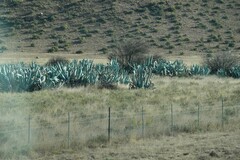 Agave americana