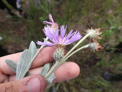 Psephellus marschallianus