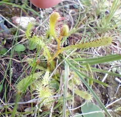 Drosera zeyheri